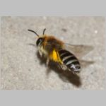 Colletes daviesanus - Seidenbiene w001f 9mm beim Nestanflug - OS-Insektenhotel det.jpg